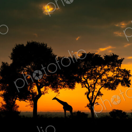 Giraffe, Giraffa camelopardalis, Giraffe silhouette standing between two trees against… Giraffe, Giraffa camelopardalis, Giraffe silhouette standing between two trees against…