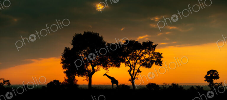 Giraffe, Giraffa camelopardalis, Giraffe silhouette standing between two trees against…