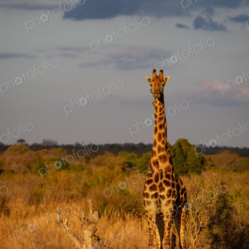 Giraffe, Giraffa camelopardalis, Giraffe standing in golden light in the dry bushveld,… Giraffe, Giraffa camelopardalis, Giraffe standing in golden light in the dry bushveld,…