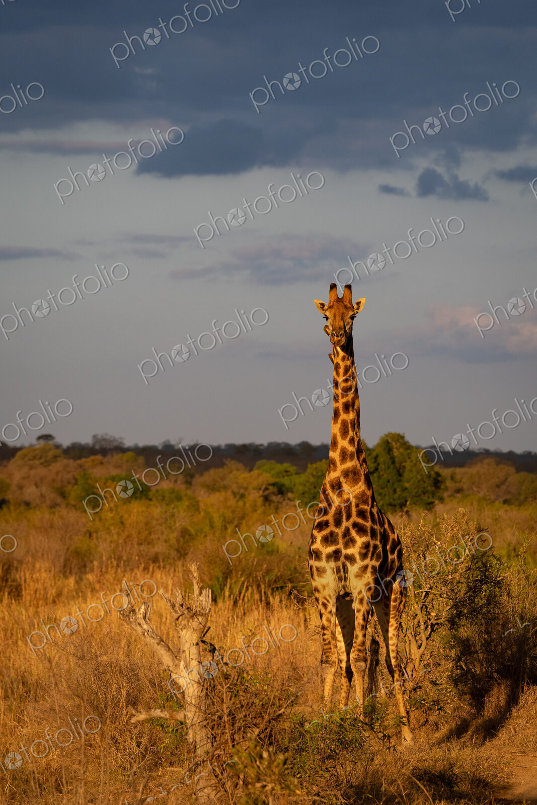 Giraffe, Giraffa camelopardalis, Giraffe standing in golden light in the dry bushveld,…