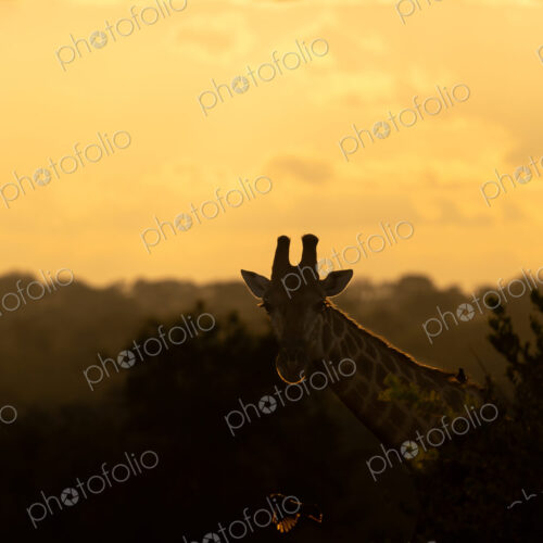 Giraffe, Giraffa camelopardalis, Silhouette of a giraffe's head against an orange and… Giraffe, Giraffa camelopardalis, Silhouette of a giraffe's head against an orange and…