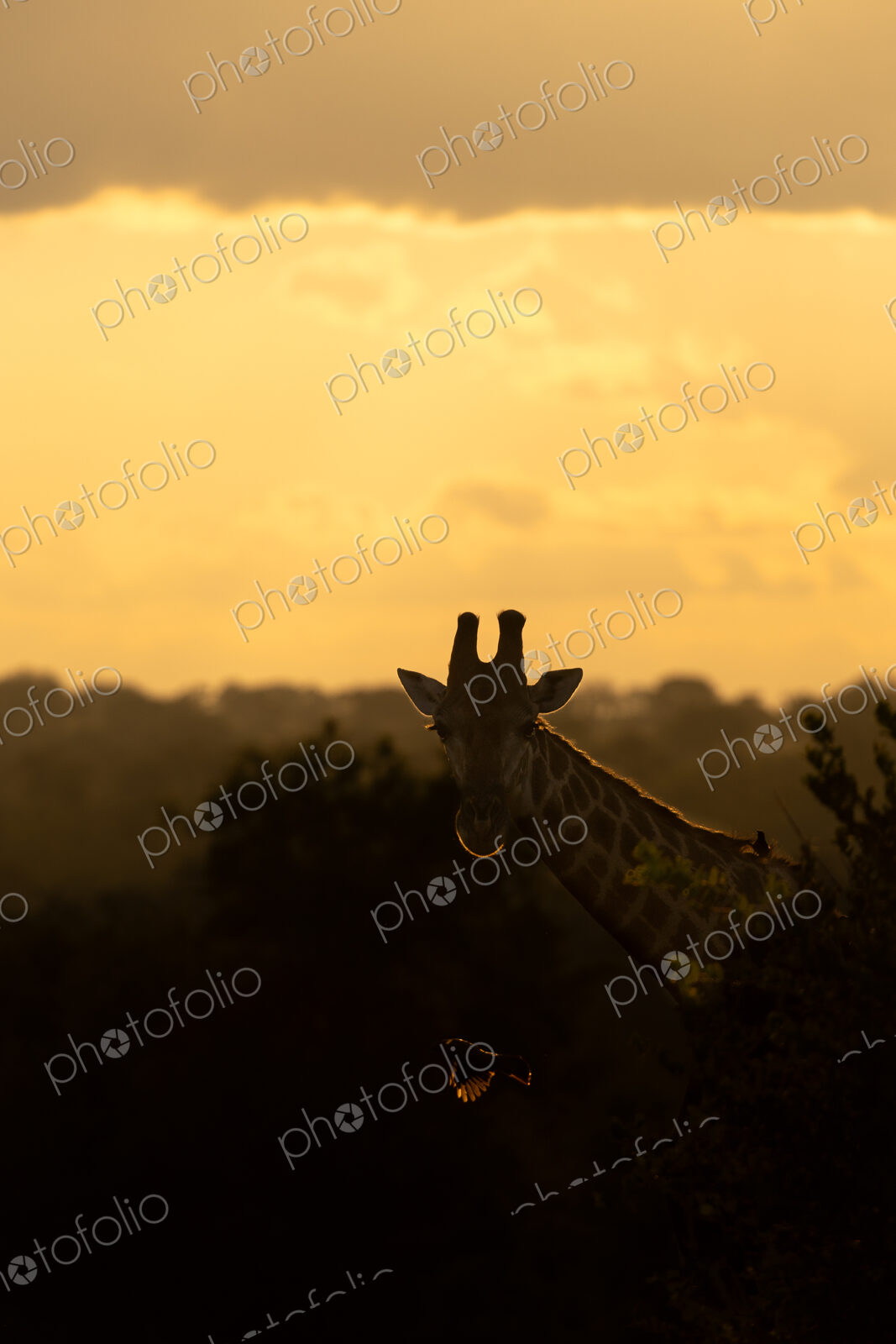 Giraffe, Giraffa camelopardalis, Silhouette of a giraffe’s head against an orange and…