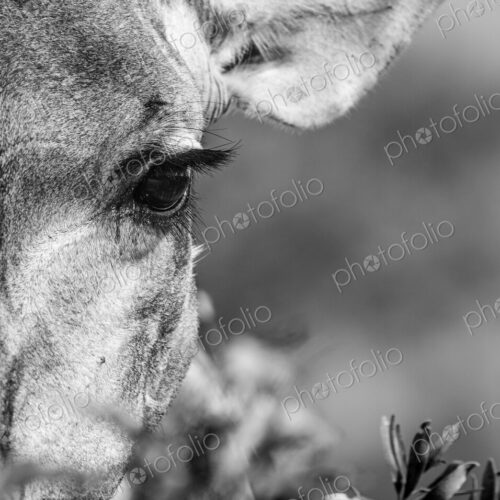 Giraffe, Giraffa camelopardalis, close?up portrait of face, in black and white. Giraffe, Giraffa camelopardalis, close?up portrait of face, in black and white.