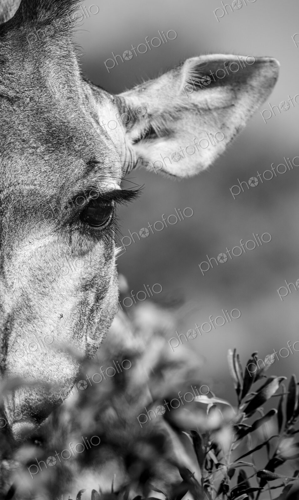 Giraffe, Giraffa camelopardalis, close?up portrait of face, in black and white.