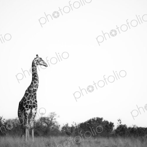 Giraffe, Giraffa camelopardalis, in a black and white scenic setting. Giraffe, Giraffa camelopardalis, in a black and white scenic setting.