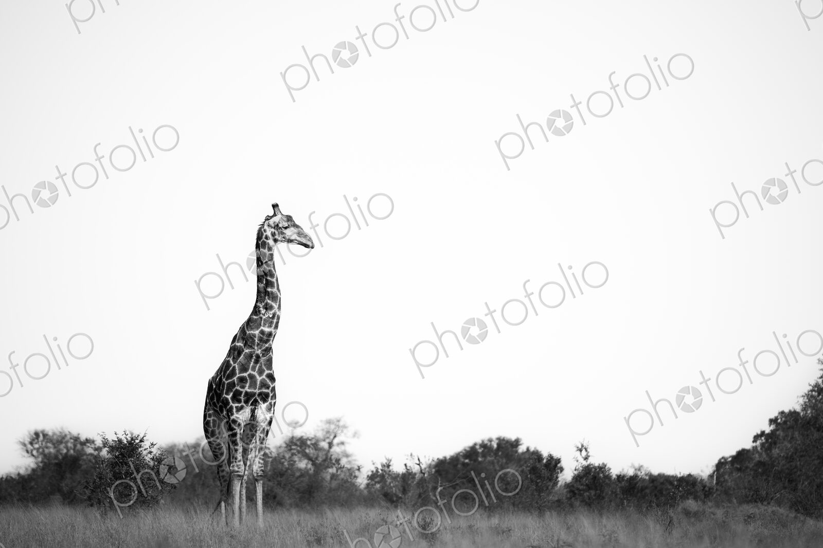 Giraffe, Giraffa camelopardalis, in a black and white scenic setting.