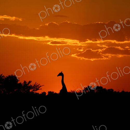 Giraffe, Giraffa camelopardalis, silhouetted against a sunset. Giraffe, Giraffa camelopardalis, silhouetted against a sunset.