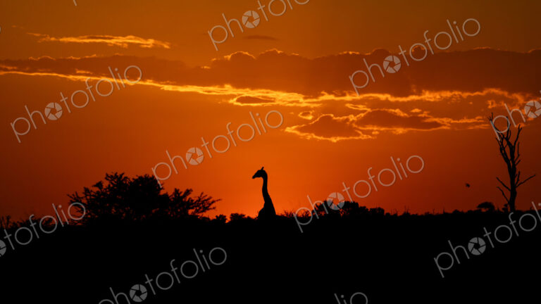 Giraffe, Giraffa camelopardalis, silhouetted against a sunset.