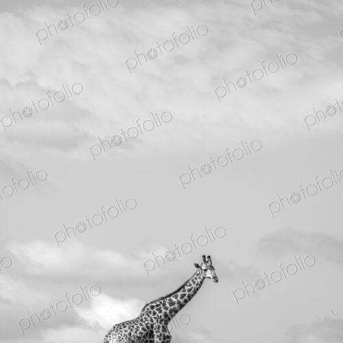 Giraffe, Giraffa camelopardalis, standing, in black and white. Giraffe, Giraffa camelopardalis, standing, in black and white.