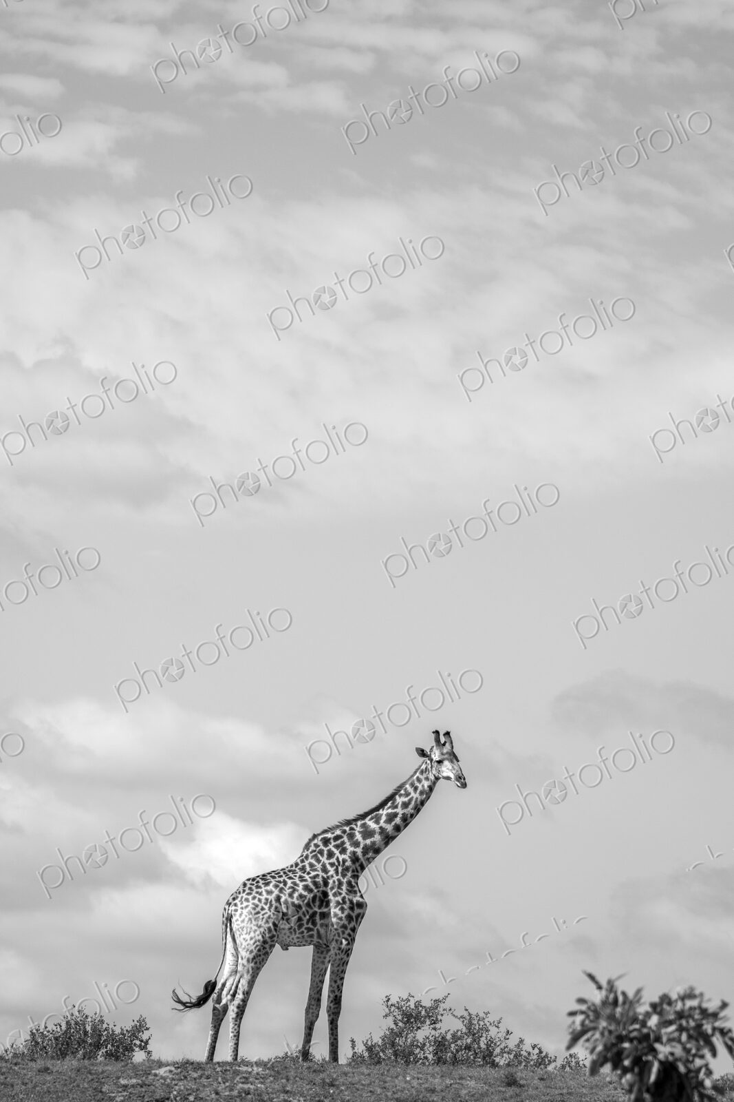 Giraffe, Giraffa camelopardalis, standing, in black and white.