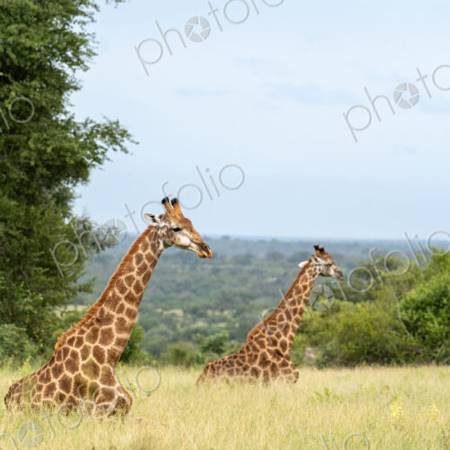 Giraffe, Giraffa camelopardalis, two giraffe lying down in a moment of rest. Giraffe, Giraffa camelopardalis, two giraffe lying down in a moment of rest.