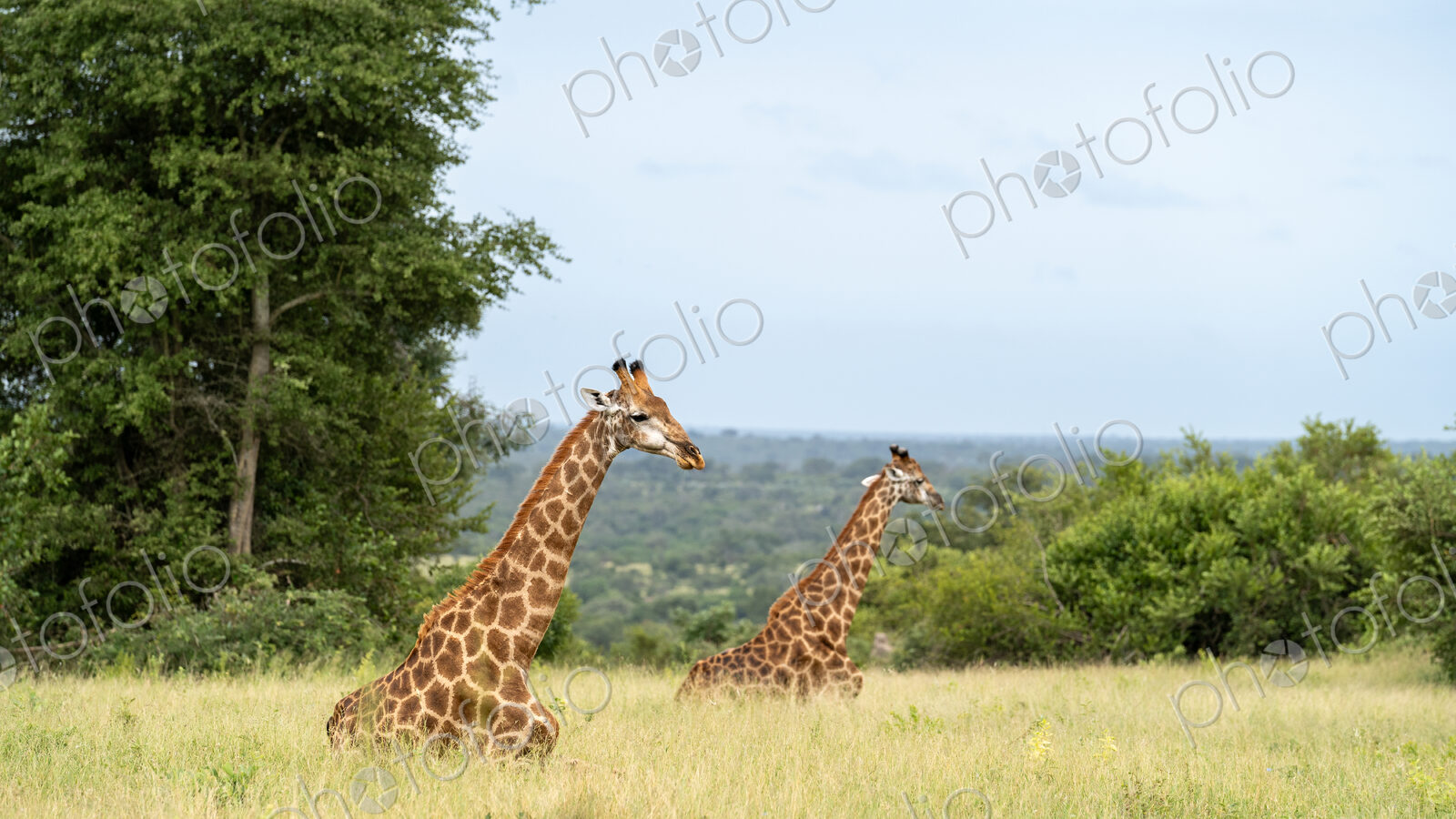 Giraffe, Giraffa camelopardalis, two giraffe lying down in a moment of rest.