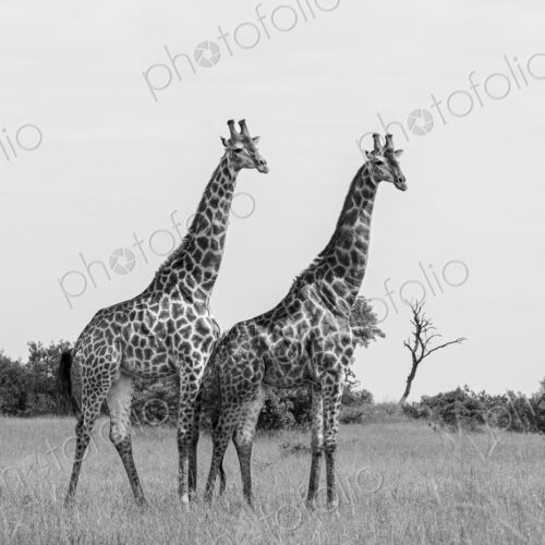 Giraffe, Giraffa camelopardalis, two males standing together, black and white. Giraffe, Giraffa camelopardalis, two males standing together, black and white.