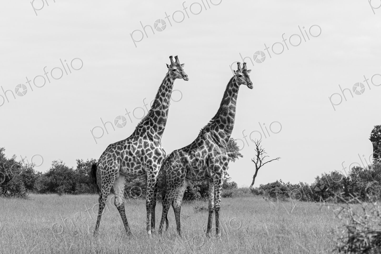 Giraffe, Giraffa camelopardalis, two males standing together, black and white.