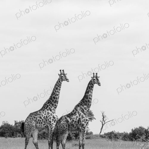 Giraffe, Giraffa camelopardalis, two males standing together, black and white. Giraffe, Giraffa camelopardalis, two males standing together, black and white.