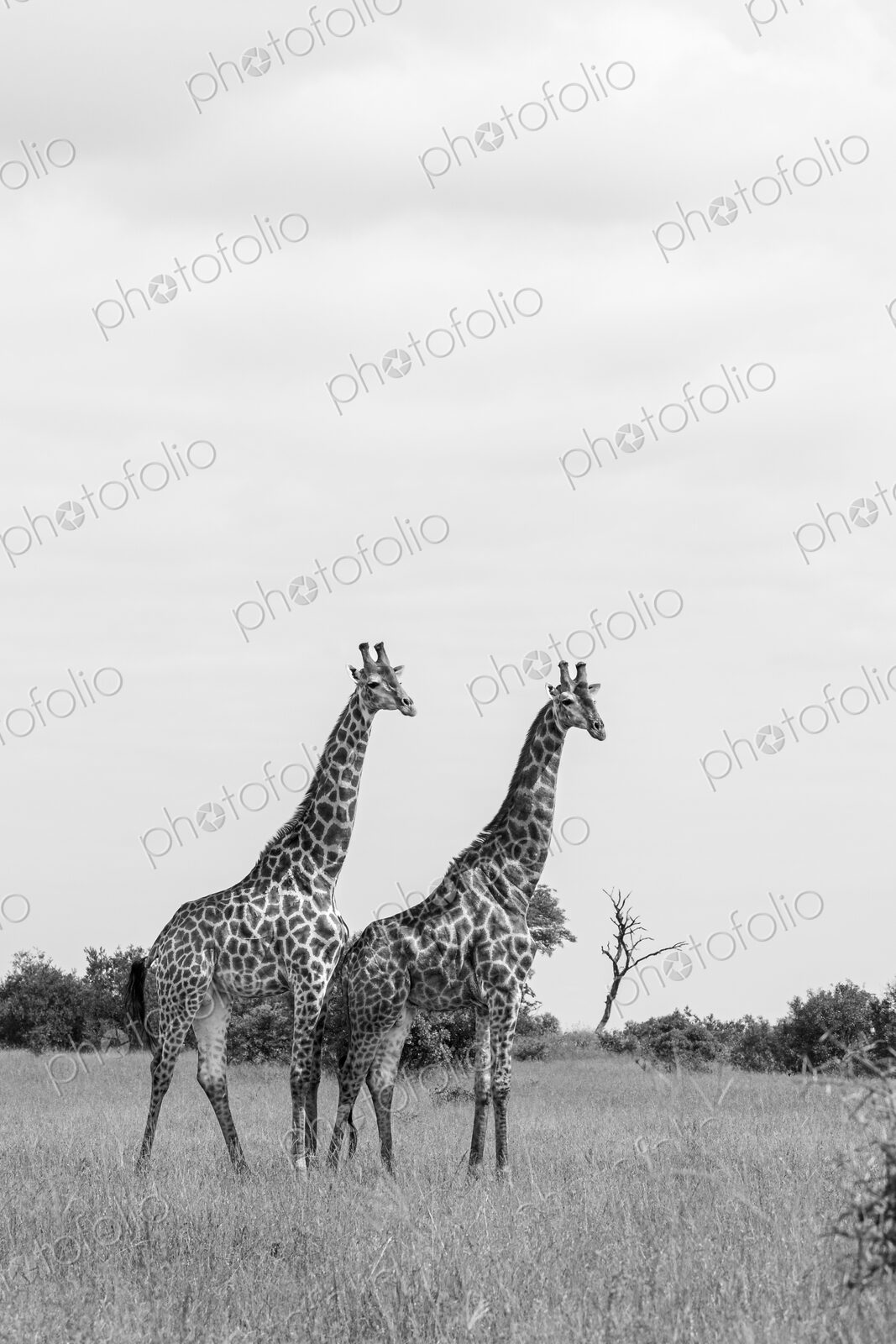 Giraffe, Giraffa camelopardalis, two males standing together, black and white.