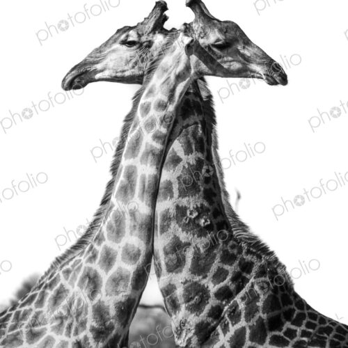 Giraffe, Giraffa camelopardalis, two standing together necks crossed, in black and white. Giraffe, Giraffa camelopardalis, two standing together necks crossed, in black and white.