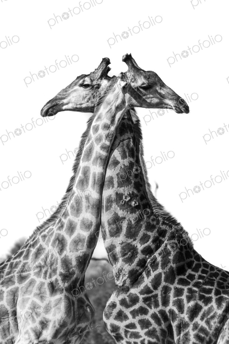 Giraffe, Giraffa camelopardalis, two standing together necks crossed, in black and white.