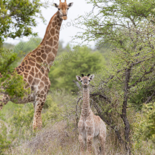 Giraffe and calf, Giraffa camelopardalis, standing together.