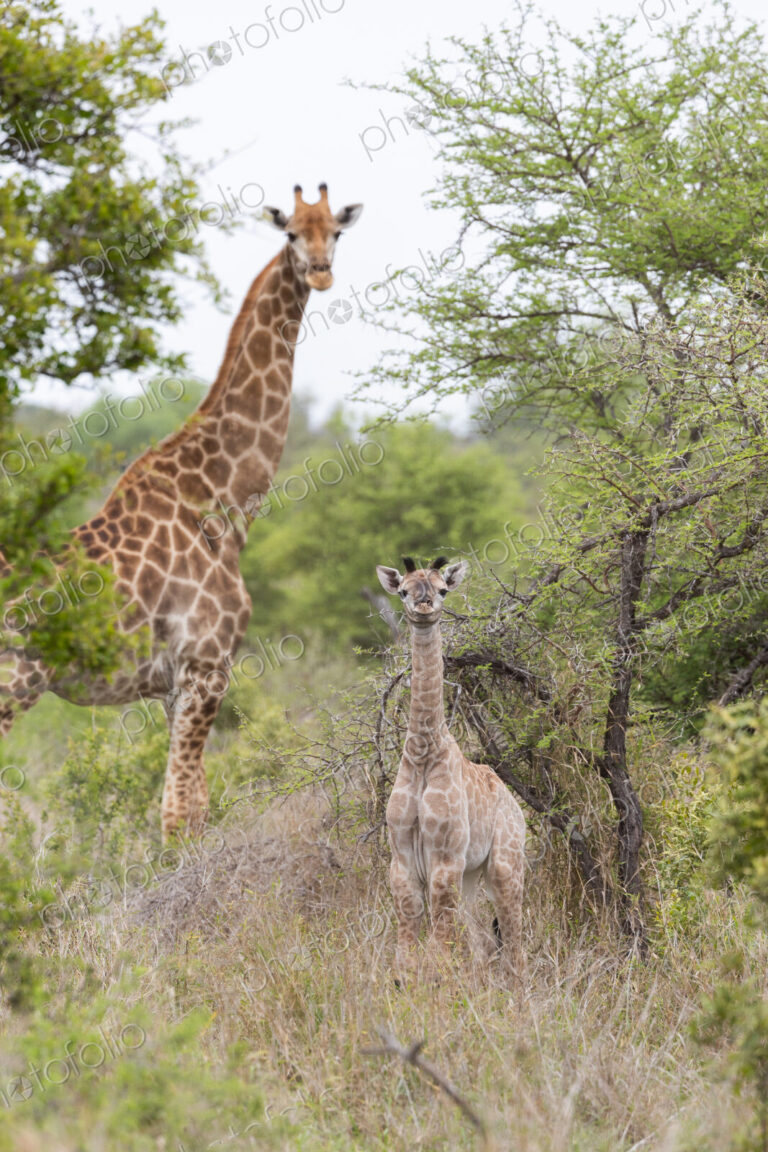 Giraffe and calf, Giraffa camelopardalis, standing together.