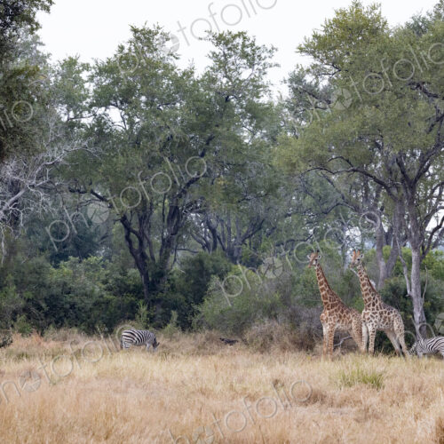 Giraffe and zebra grazing, Giraffa camelopardalis and Equus zebra. Giraffe and zebra grazing, Giraffa camelopardalis and Equus zebra.