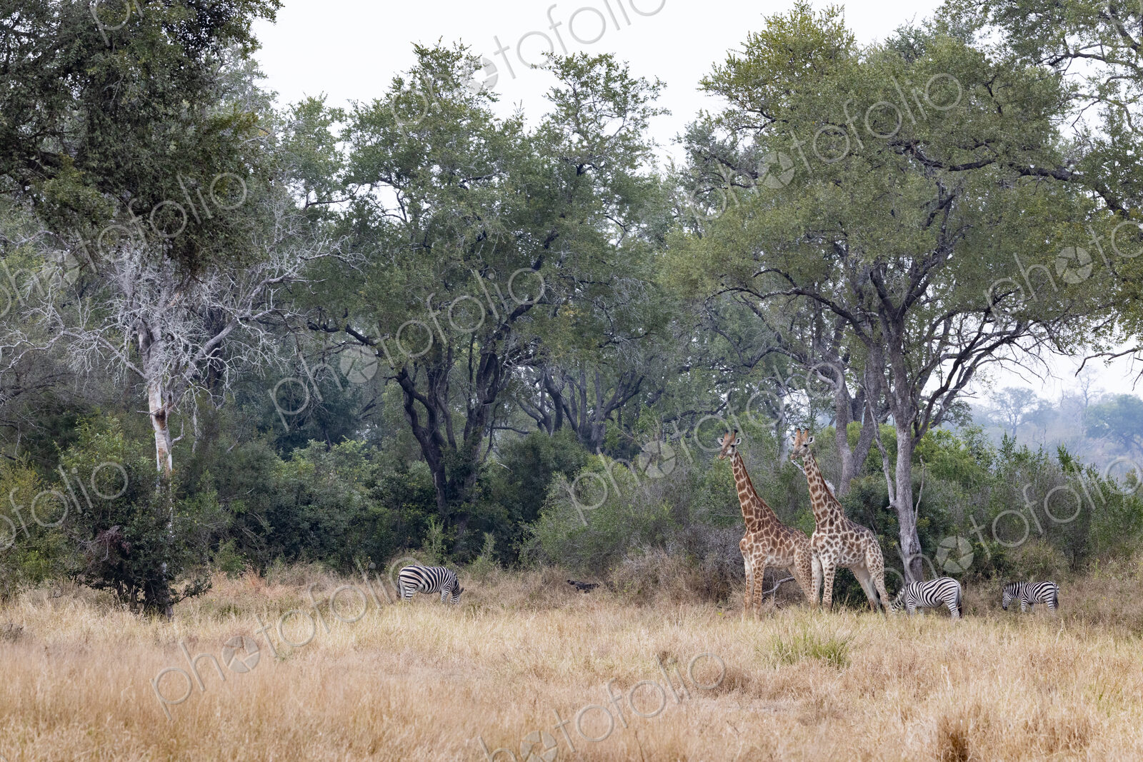 Giraffe and zebra grazing, Giraffa camelopardalis and Equus zebra.