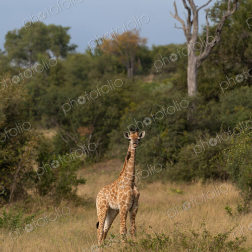 Giraffe calf, Giraffa camelopardalis, young giraffe calf in the wild. Giraffe calf, Giraffa camelopardalis, young giraffe calf in the wild.