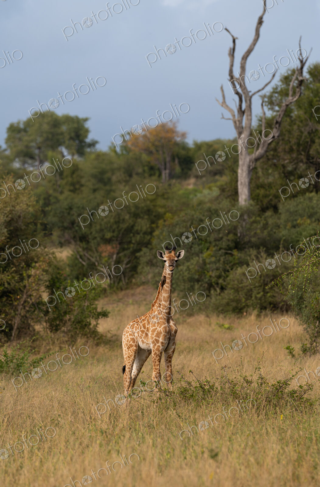 Giraffe calf, Giraffa camelopardalis, young giraffe calf in the wild.