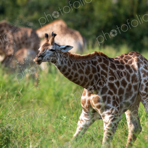 Giraffe drinking, Giraffa camelopardalis. Giraffe drinking, Giraffa camelopardalis.