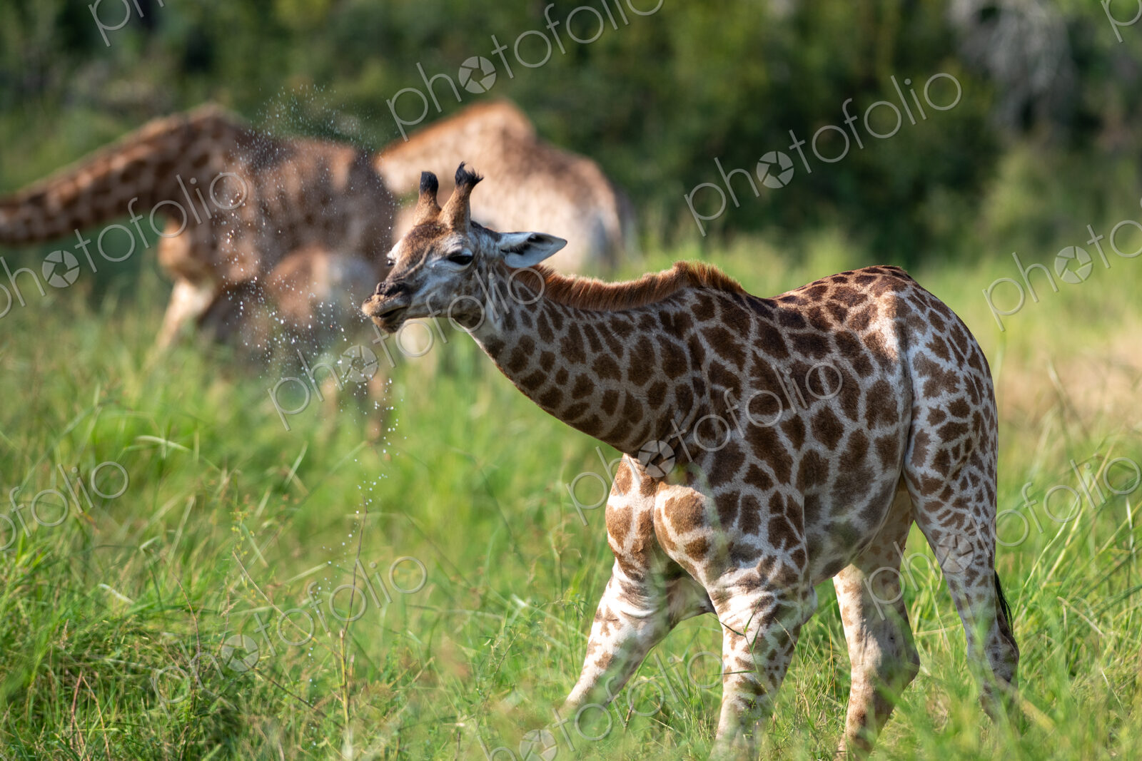 Giraffe drinking, Giraffa camelopardalis.