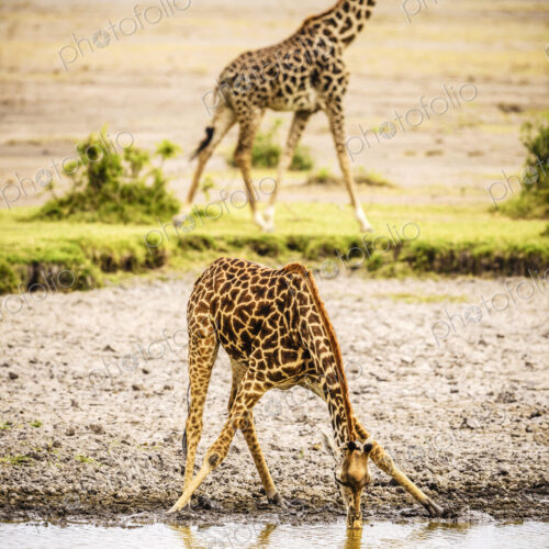 Giraffe drinking at water hole Giraffe drinking at water hole