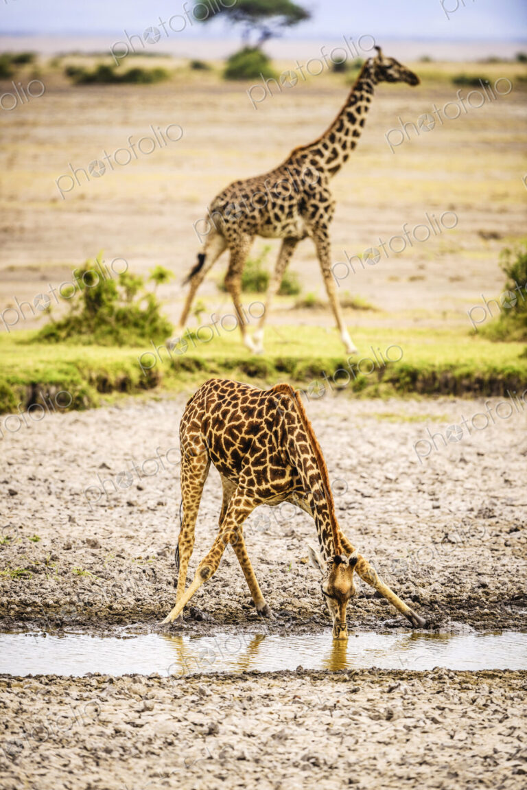 Giraffe drinking at water hole