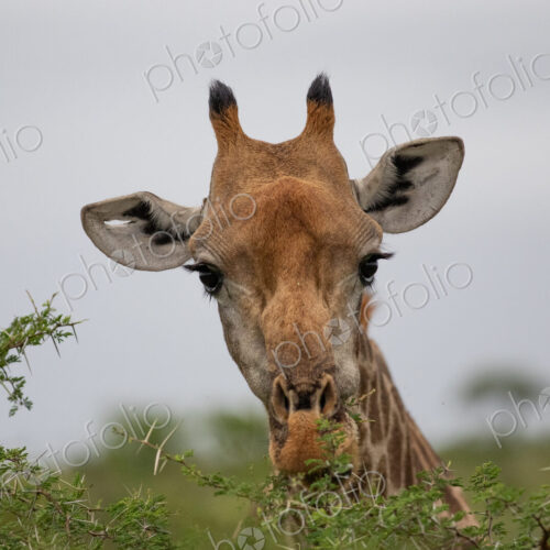 Giraffe with hole in ear, Giraffa camelopardalis. Giraffe with hole in ear, Giraffa camelopardalis.