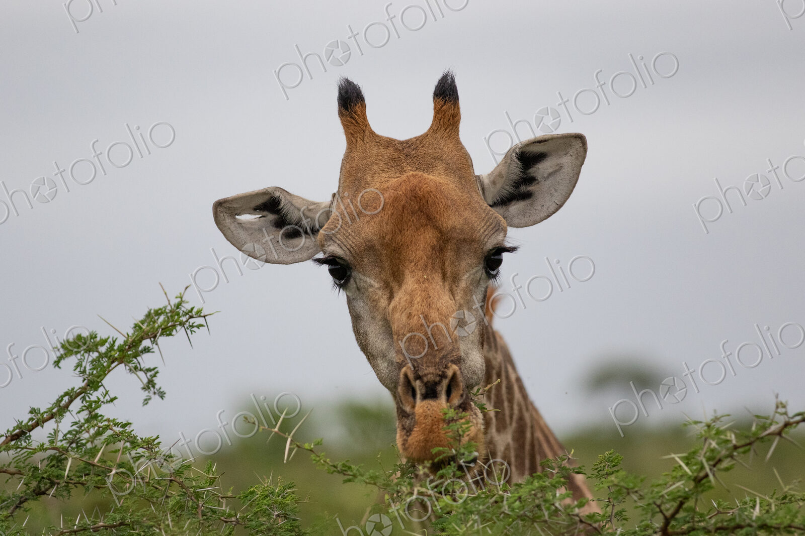Giraffe with hole in ear, Giraffa camelopardalis.