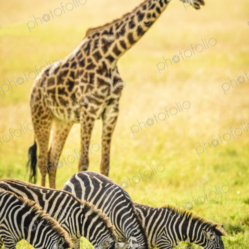Giraffes and zebra grazing in savanna Giraffes and zebra grazing in savanna
