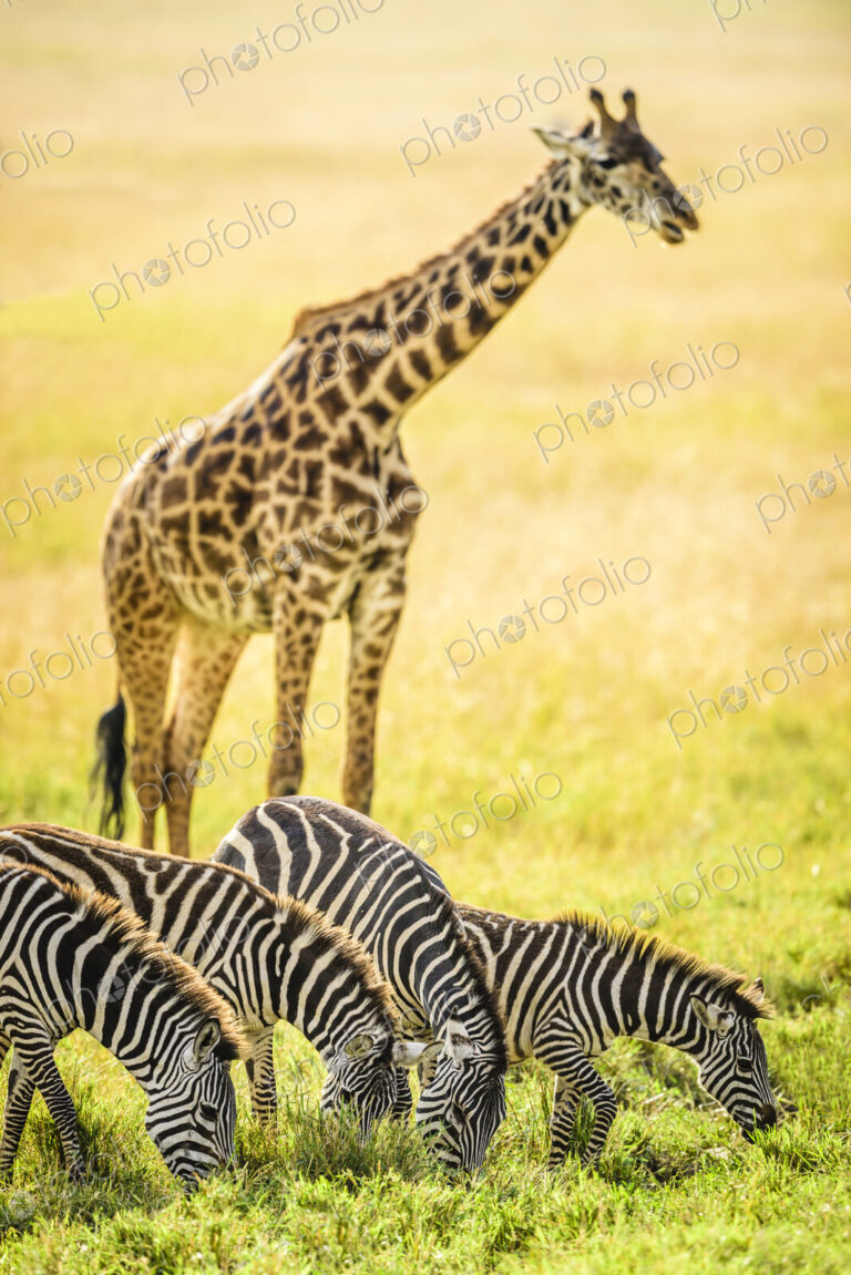 Giraffes and zebra grazing in savanna