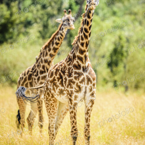 Giraffes walking in savanna Giraffes walking in savanna