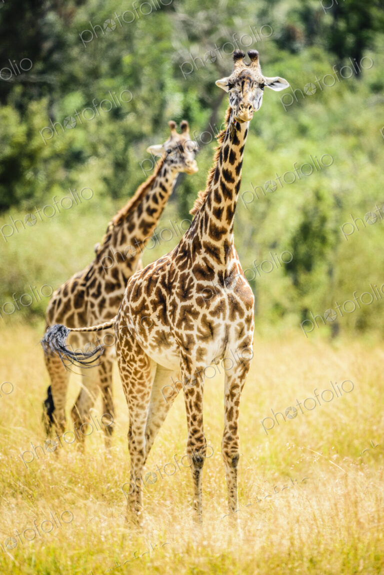 Giraffes walking in savanna