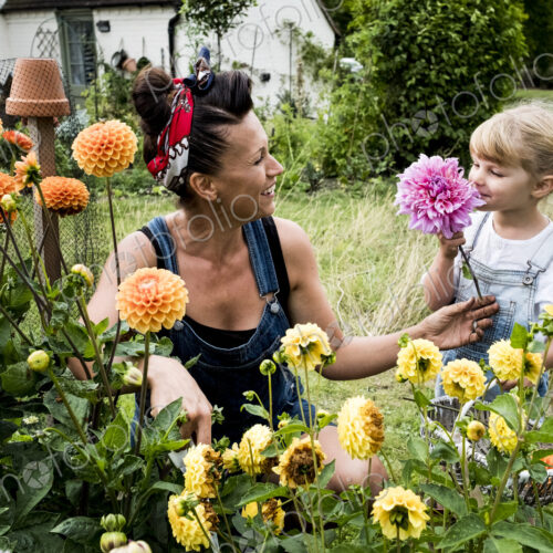 Girl and woman kneeling in a garden, picking pink and yellow Dahlias. Girl and woman kneeling in a garden, picking pink and yellow Dahlias.