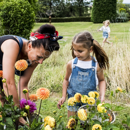 Girl and woman standing in a garden, picking pink and yellow Dahlias. Girl and woman standing in a garden, picking pink and yellow Dahlias.