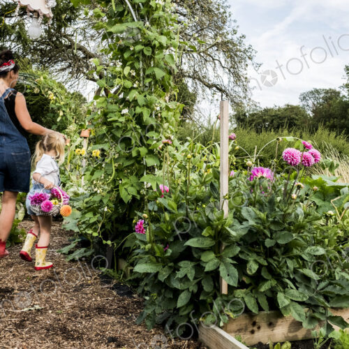 Girl and woman walking through a garden, carrying baskets with pink Dahlias. Girl and woman walking through a garden, carrying baskets with pink Dahlias.