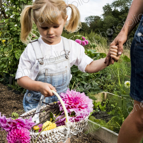 Girl holding basket with pink Dahlias walking hand in hand with a woman through a garden. Girl holding basket with pink Dahlias walking hand in hand with a woman through a garden.