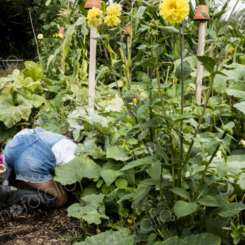 Girl kneeling in a garden, picking fresh vegetables. Girl kneeling in a garden, picking fresh vegetables.