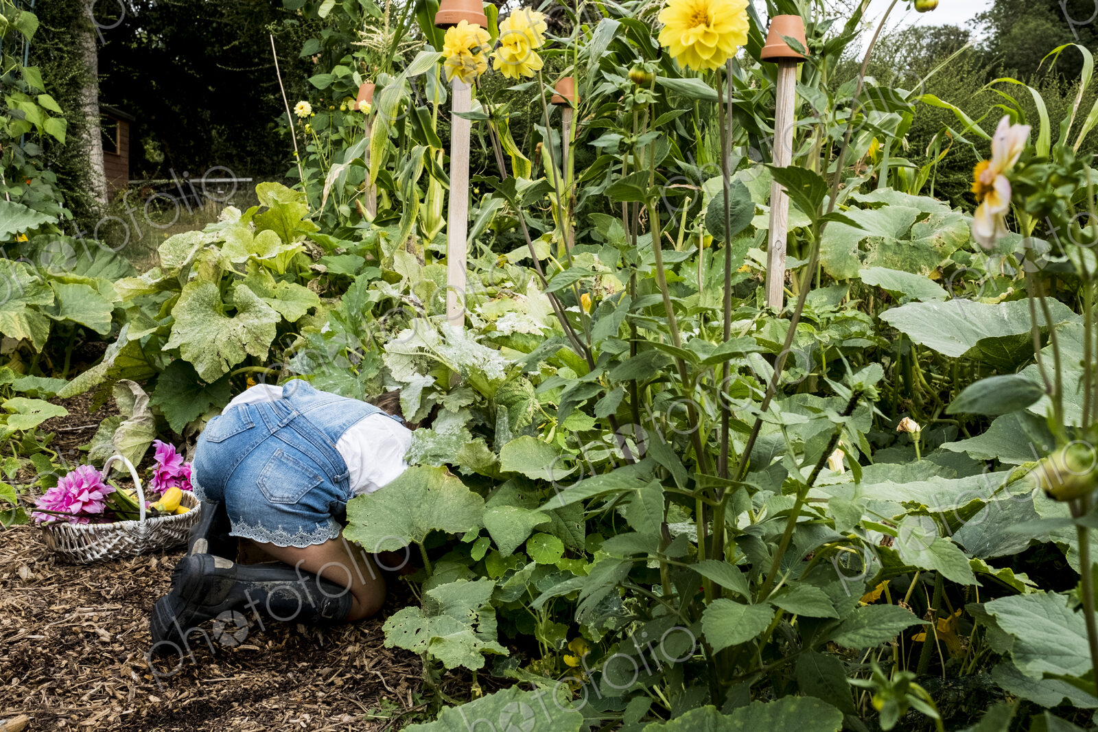 Girl kneeling in a garden, picking fresh vegetables.