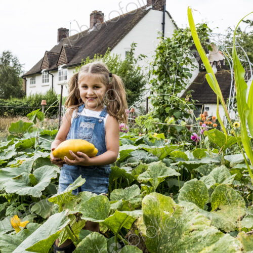 Girl standing in a vegetable patch in a garden, holding yellow gourd, smiling at camera. Girl standing in a vegetable patch in a garden, holding yellow gourd, smiling at camera.