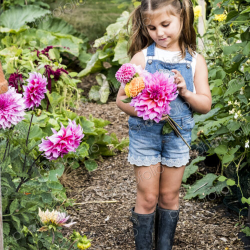 Girl wearing denim dungarees standing in a garden, holding pink Dahlias. Girl wearing denim dungarees standing in a garden, holding pink Dahlias.