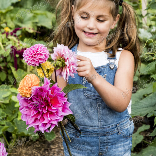 Girl wearing denim dungarees standing in a garden, holding pink Dahlias. Girl wearing denim dungarees standing in a garden, holding pink Dahlias.