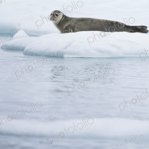 Glacial lake at the head of the Breidamerkurjokull glacier A seal resting on ice Glacial lake at the head of the Breidamerkurjokull glacier A seal resting on ice