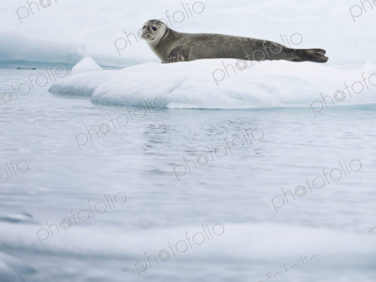 Glacial lake at the head of the Breidamerkurjokull glacier A seal resting on ice