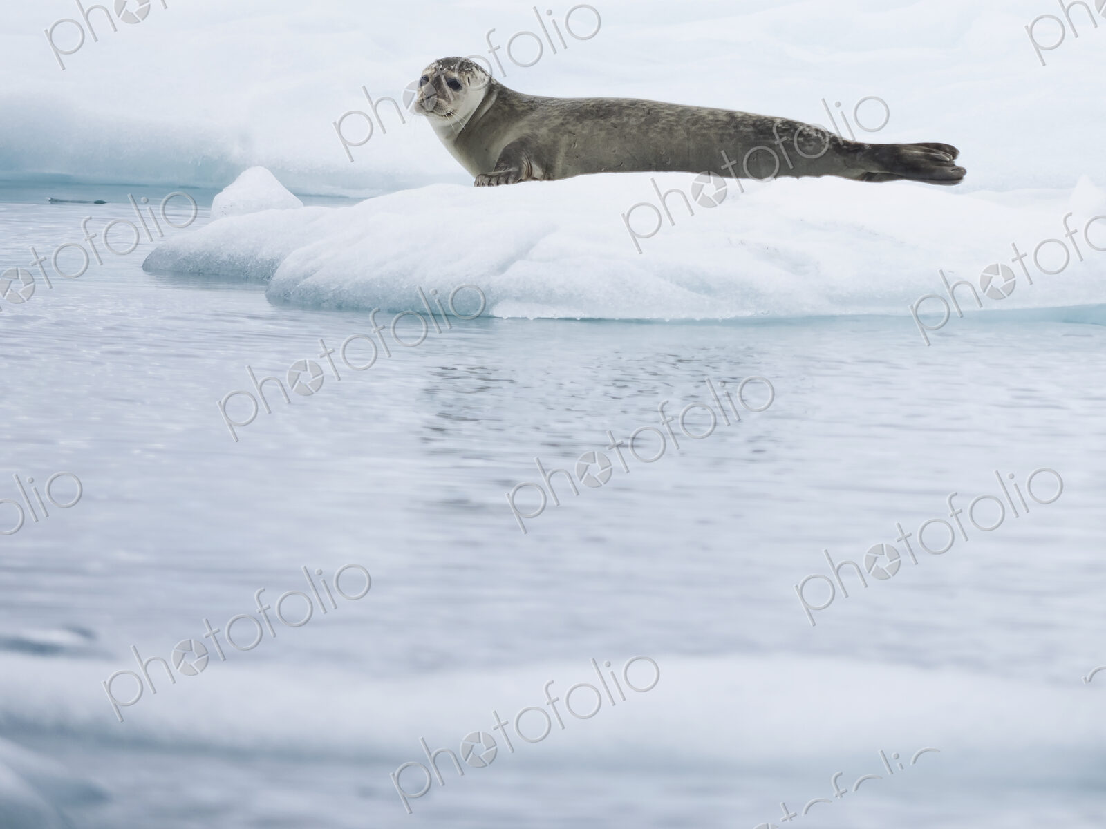 Glacial lake at the head of the Breidamerkurjokull glacier A seal resting on ice